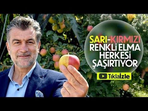 Sarı-Kırmızı Elma Görenleri Şaşırtıyor!
