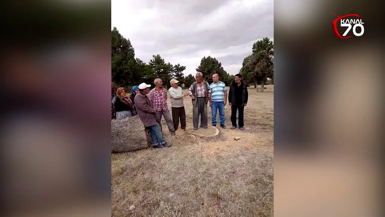 KARAMAN'DA BİN YILLIK TARİHİ AĞACI KESTİLER - Karamaninsesi.com